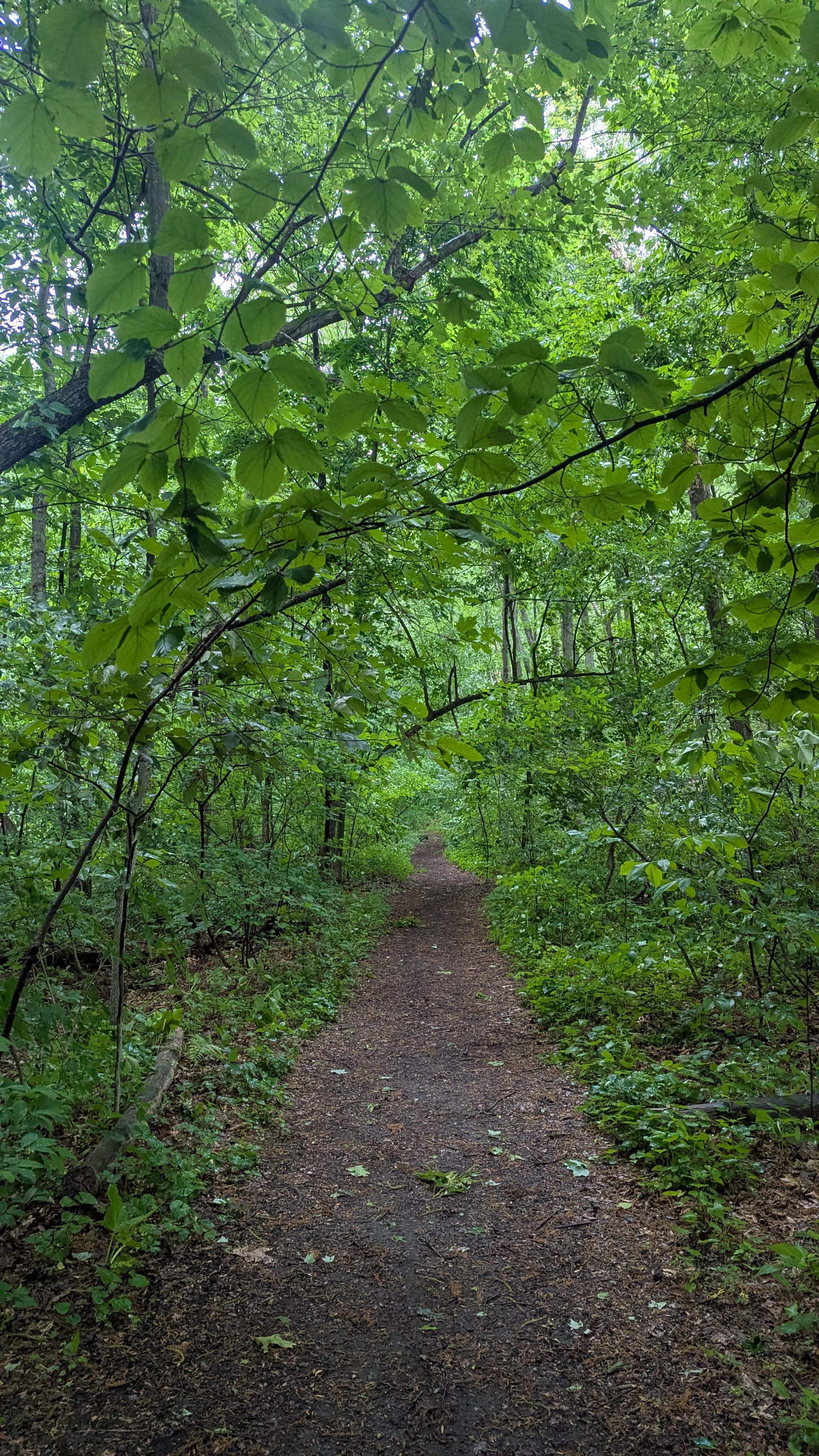 a picture of a beaten trail, surrounded by foliage on all sides. the quality may or may not be great, and the path curves off to one side in the distance.