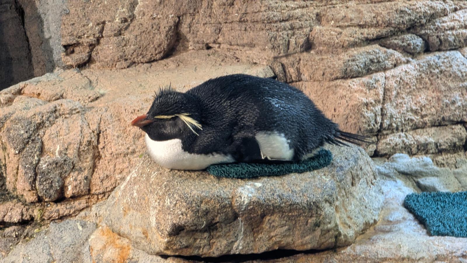 a northern rockhopper penguin laying down on some rocks. it is a captive environment, but bro seems chill.